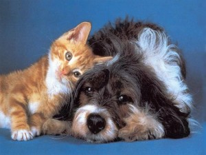 cani_e_gatti